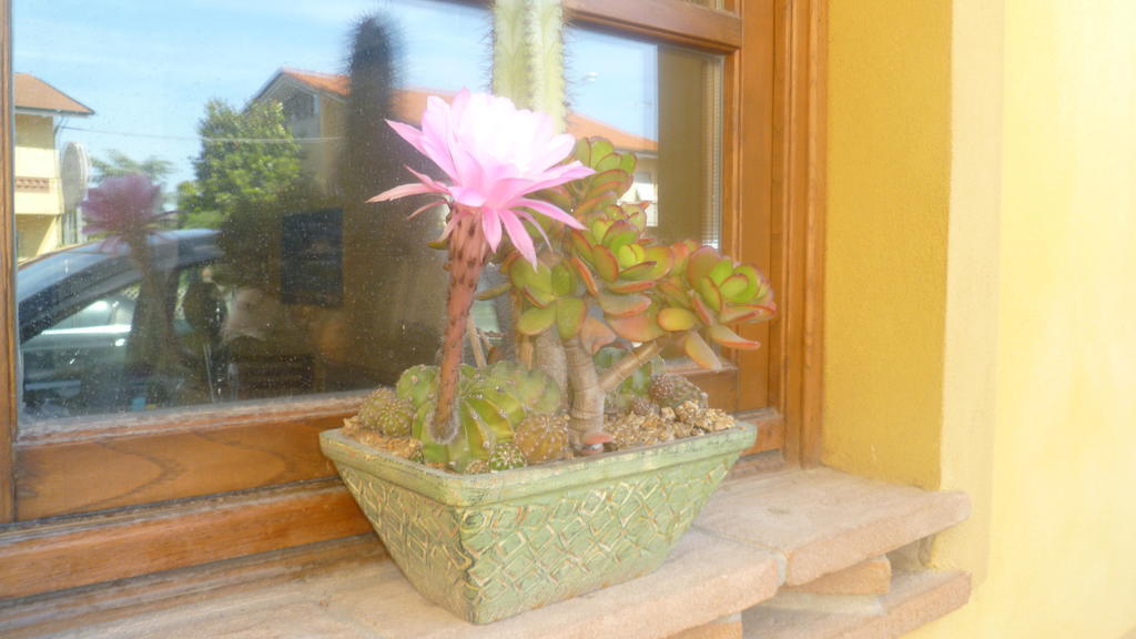 Le Ginestre B & B Massarosa Exterior foto